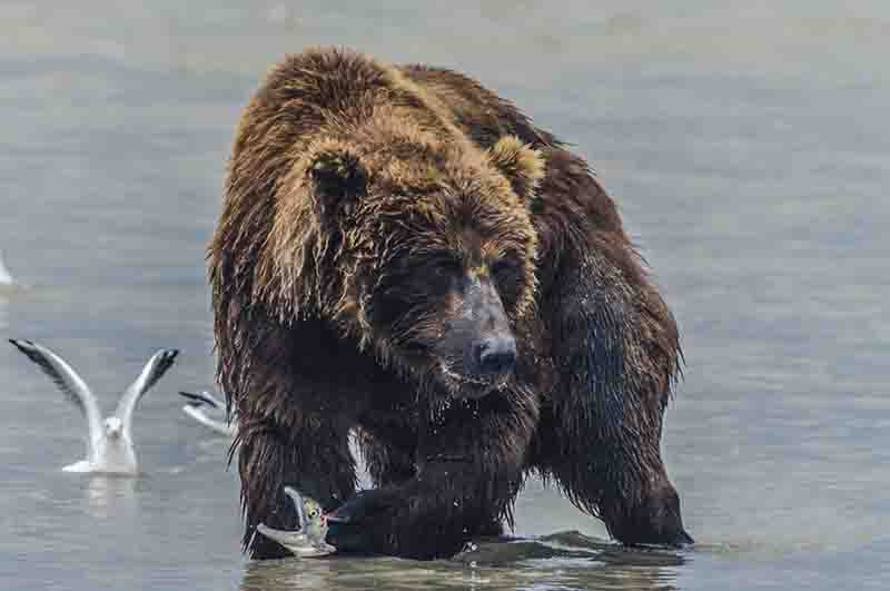 39 - Oso Pardo y salmon - Kamchatka - Rusia
